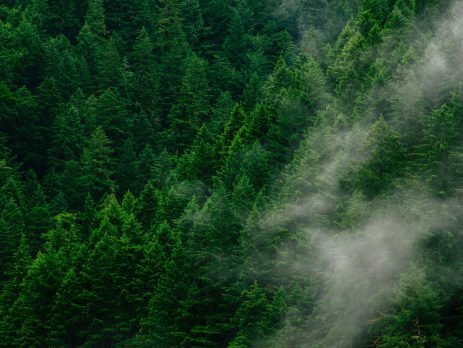 SZN Mass Timber'ın CLT Projeleri: Bir Başarı Öyküsü Vitrini